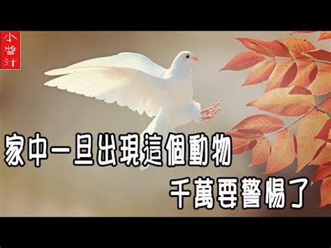 鳥死在家裡|【小鳥死在門口】小鳥死在門口！風水徵兆大解析，竟替人擋災？